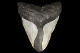 Bargain, Megalodon Tooth - North Carolina #83951-2